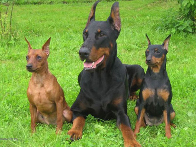 הבדלים מכלבים אחרים