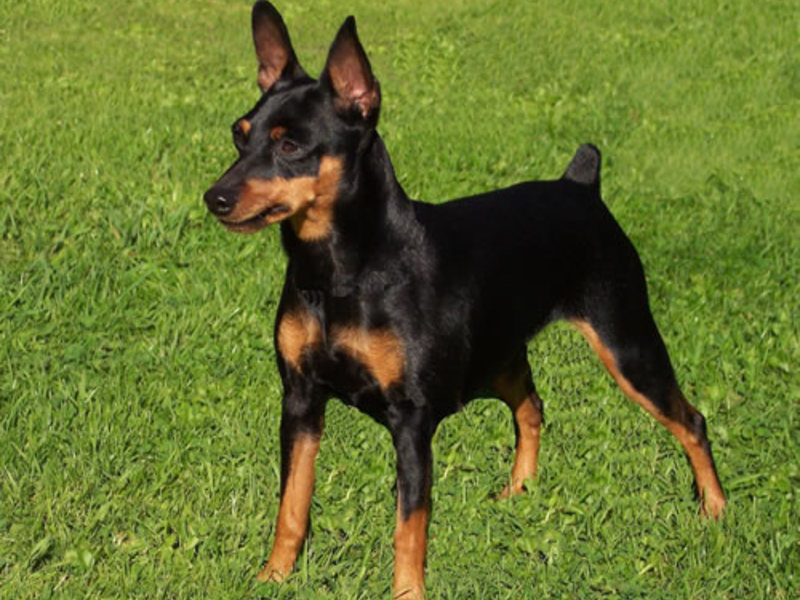 פינשר מיניאטורי