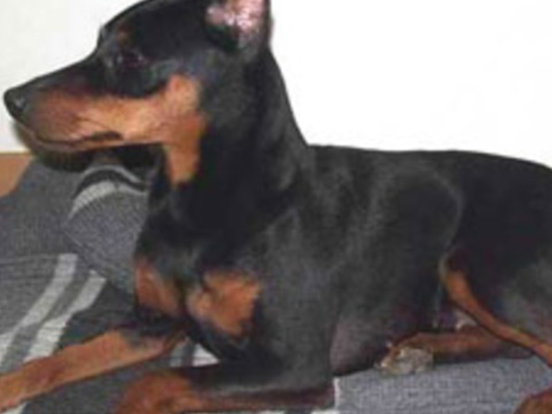 מה אנחנו נותנים לפינצ'רים?