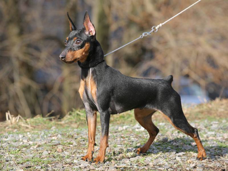 פינשר מיניאטורי