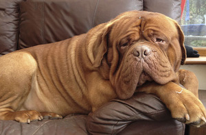 כלב בורדו הוא כלב אהוב במשפחה.