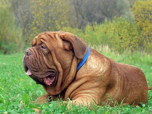 כלב בורדו שוכב על הדשא