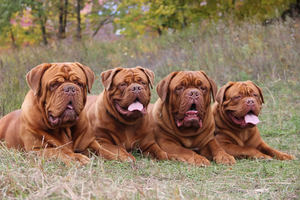 גזע הכלבים מסטיף צרפתי הוא גזע ידוע זה מכבר.
