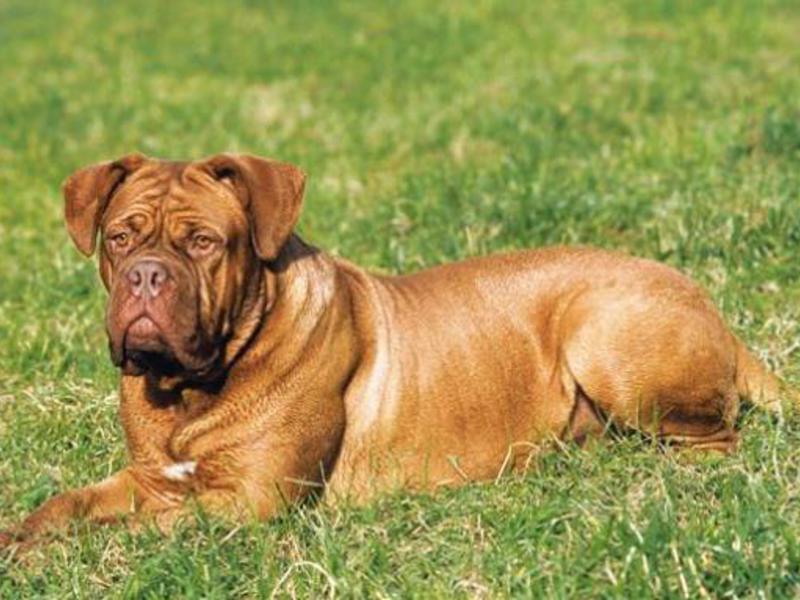 הדוג דה בורדו הוא כלב רגוע וידידותי.