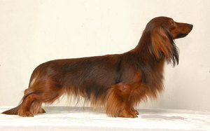 דקסהונד מיני ארוך שיער: תיאור, טיפול ותמונות של כלבים