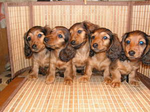 דכסהונד מיניאטורי