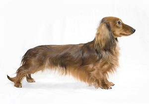 איך לטפח את הפרווה של דקסהונד