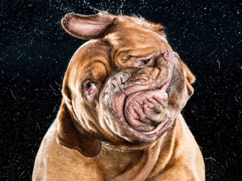 בטיול - כלב בורדו אחרי אמבטיה.