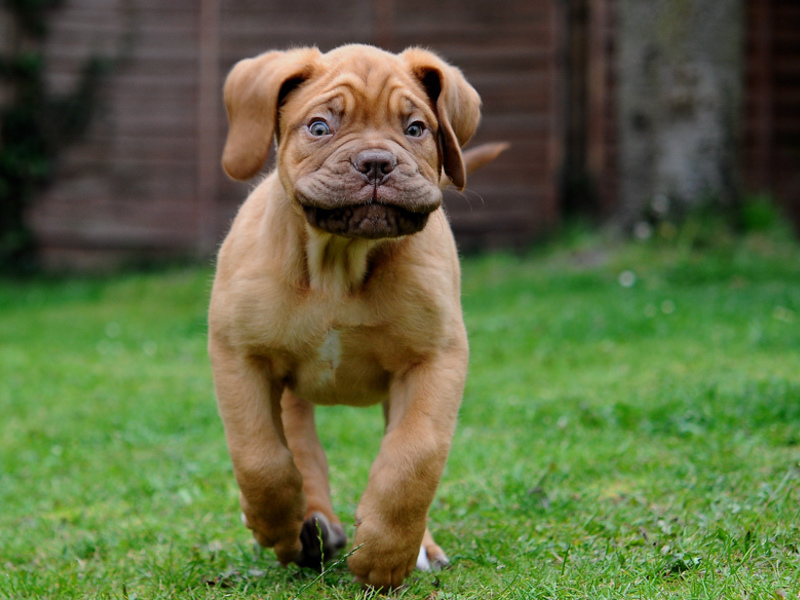 כלבים מגזעים דקורטיביים הם חברים נפלאים.
