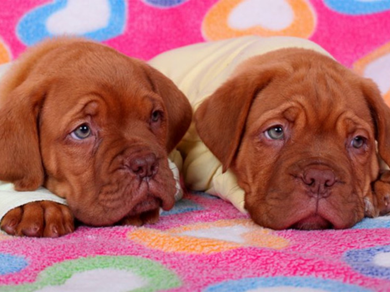 גורי הדוג דה בורדו מוצגים בתמונה.