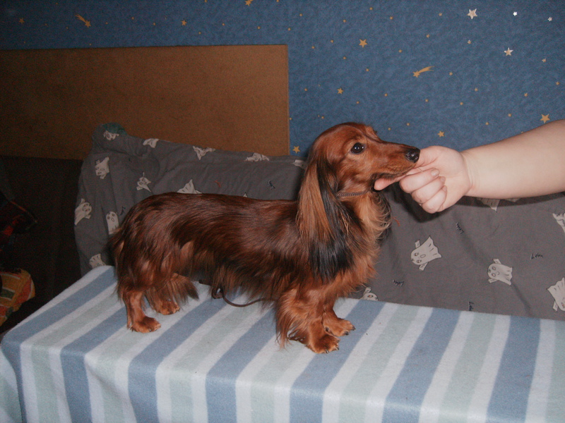 גורי תחש ארנב ארוך שיער