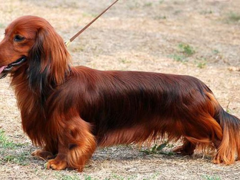 מאפייני גזע