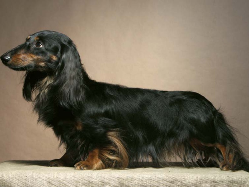 מאפייני גזע הדאקסהונד