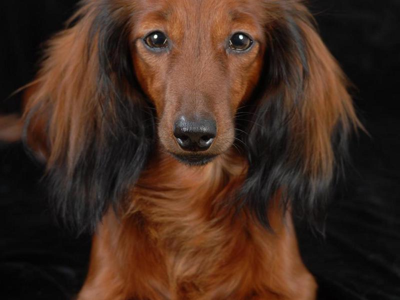 דכסהונד ארוך שיער