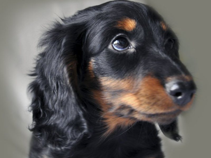 מוזרויות של טיפול בדאקסהונד