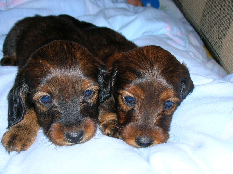 גורי תחש ארנב ארוך שיער