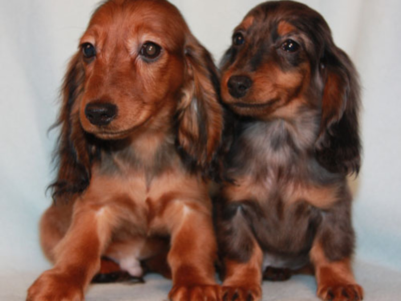 ילדה מיניאטורית של תחש ארוך שיער