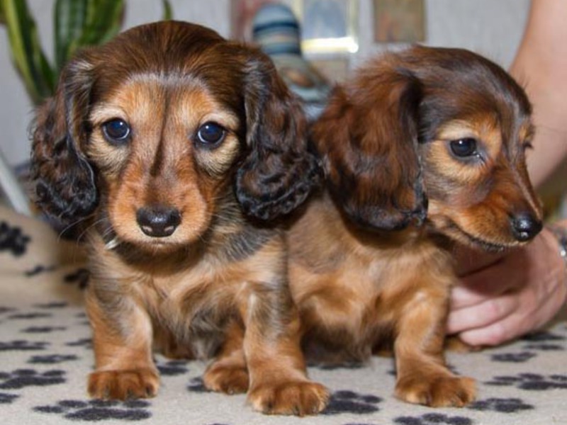 גזע כלבים מיניאטורי של דקסהונד