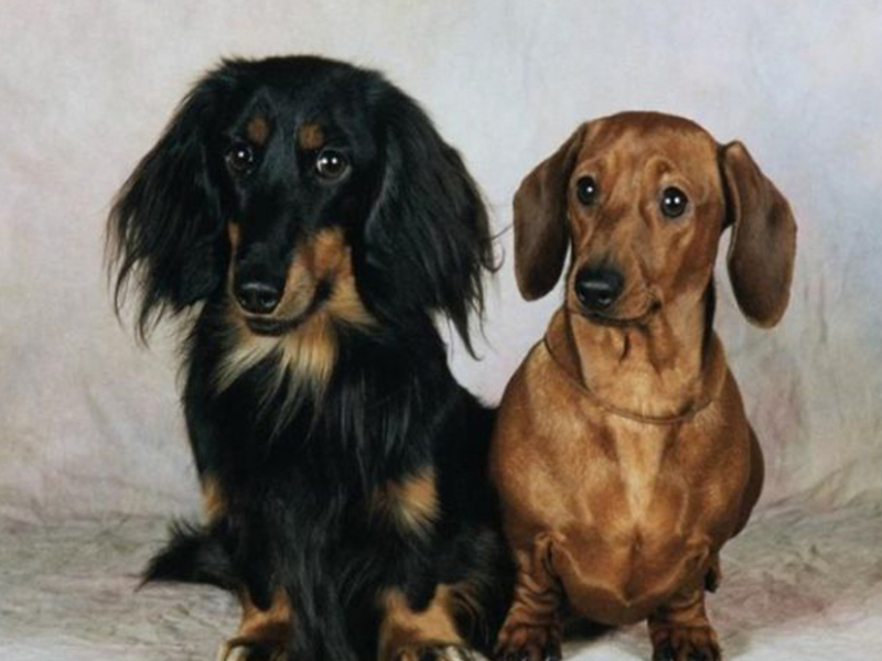 איך נראה גור דקסהונד?