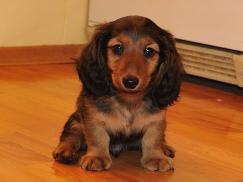 גורי תחש ארנב ארוך שיער