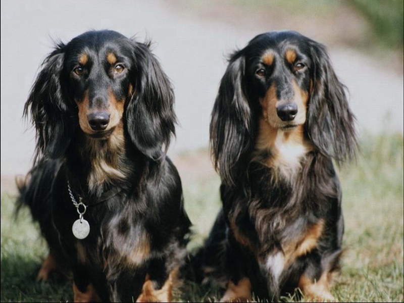 איך להאכיל גורי דקסהונד