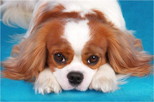 טיפול בכלבי קינג ספניאל