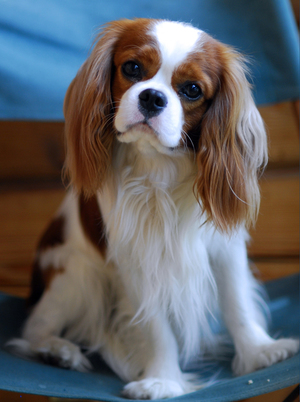 כמה עולים גורי ספנייל? תיאור גזע המלך ספניאל