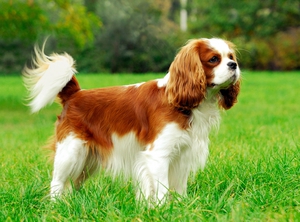 תיאור הגזע אישיות קינג ספנייל