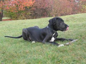 טיפול בדיין הגדול חינוך דני ענק