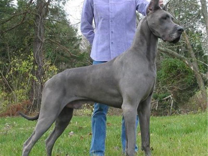 גובה, גודל של דני ענק במיה דנית גדולה