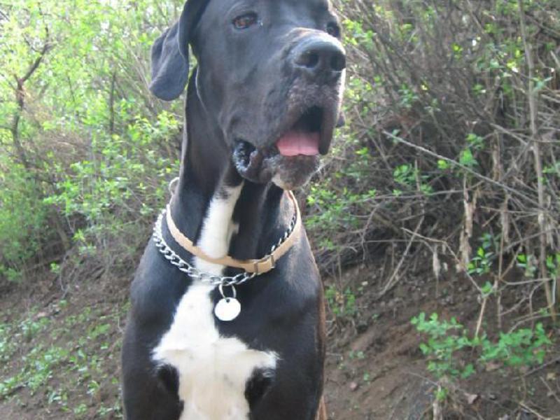 גזע כלבים דני ענק גזע כלבים