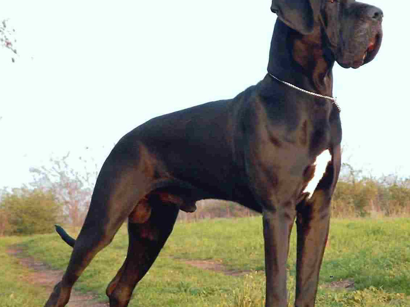 תיאור גזע הדנים הגדולים טיפול בדיין הגדול