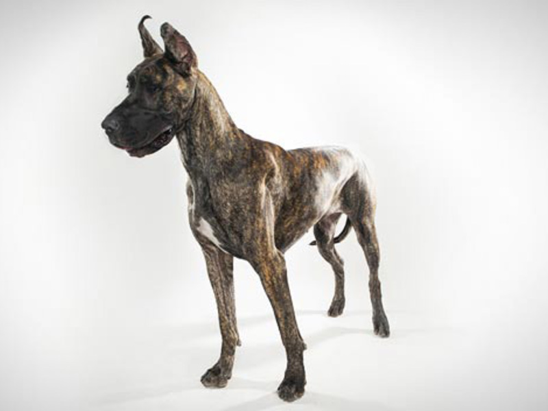 איך נראה דני ענק? גורי דנים גדולים