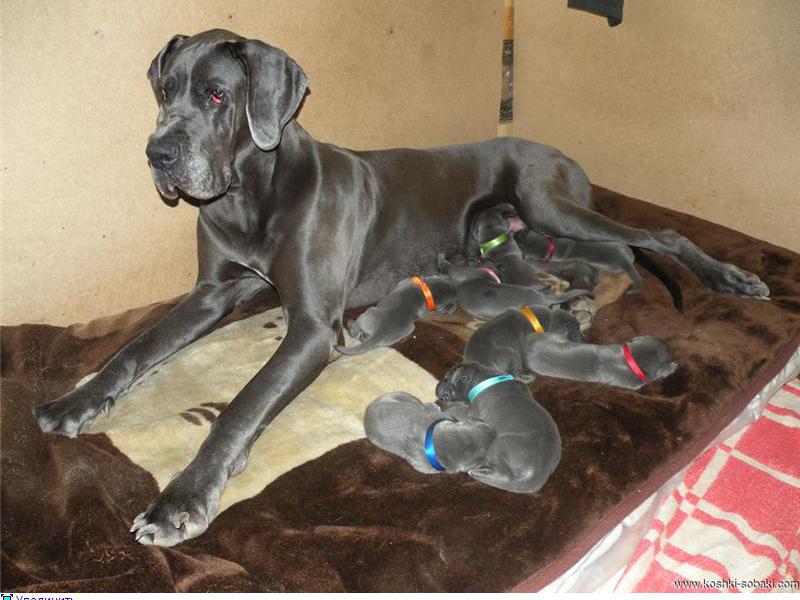 מאפייני הדני הגדול גדילת דני ענק