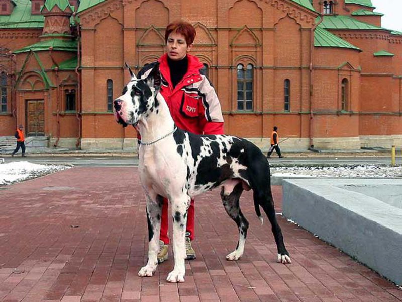 גזע כלבים דני ענק איך להאכיל דנים גדולים