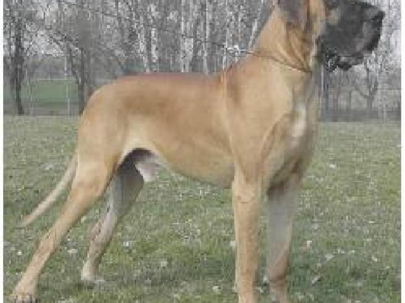 כלב דני ענק גזע כלבים דני ענק