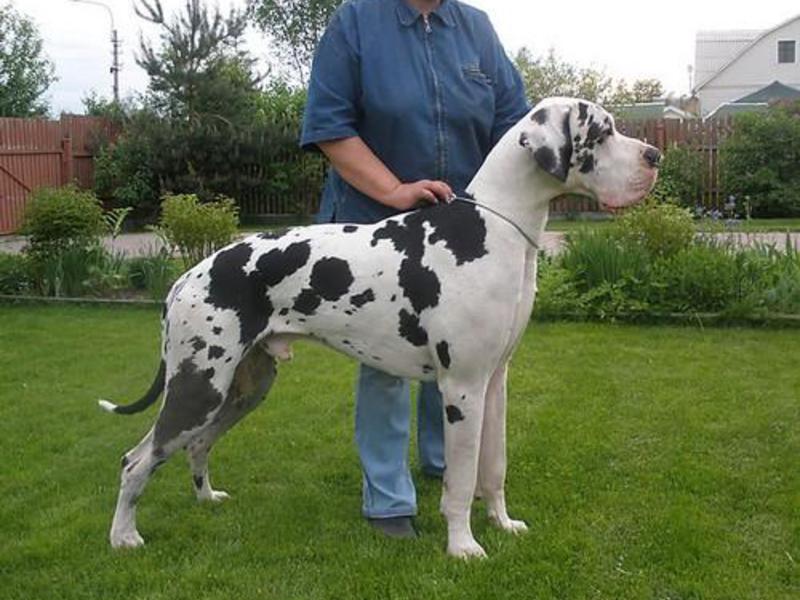 מאפייני גזע מאפייני גזע