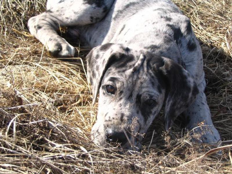 אישיות של דני ענק מאפייני הדני הגדול
