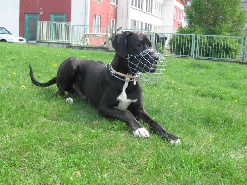 הבדלים חיצוניים של הדני הגדול איך לטפל בדני ענק