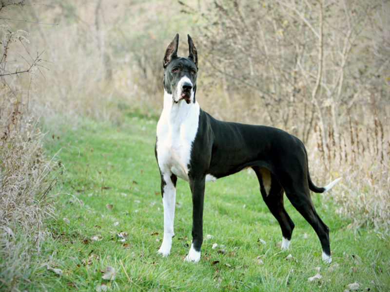 גזע כלבים דני ענק תיאור גזע הדנים הגדולים
