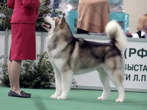 אלסקה מלמוט: מבוא לגזע, תמונות ומחיר גורים