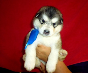 איך נראה כלב מַלְמוּט?