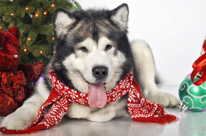 אופי גזע המלאמוט הטמפרמנט של גזע הכלבים מלמוט