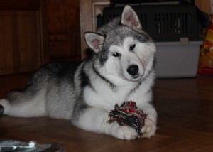 איך לבחור גור בריא אלסקן מלמוט