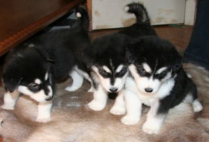 גידול גורי מלאמוט התנהגות גורי מלמוט