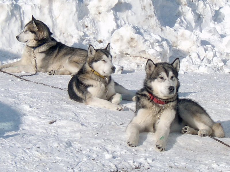 גורי אלסקה מלאמוט גידול גורי מלאמוט