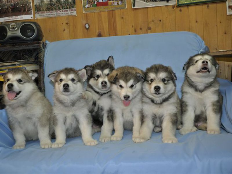 גורי אלסקה מלאמוט תכונות של טיפול במלאמוט