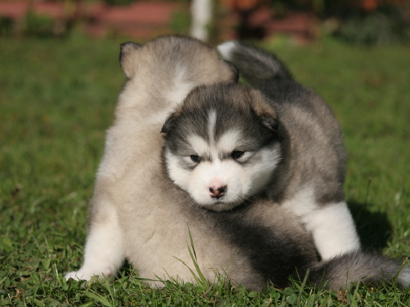 איך להאכיל גורי מלאמוט איך לטפל כראוי במלאמוט