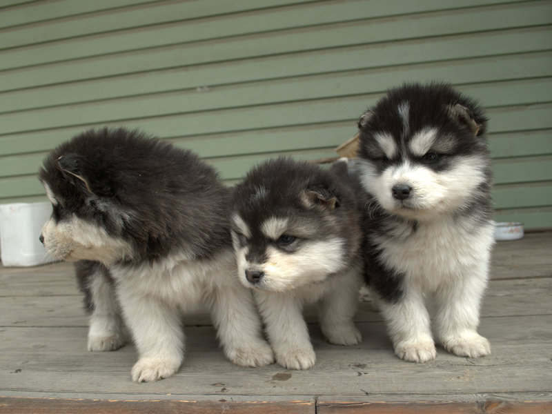גורי אלסקה מלאמוט איך לבחור גור מלמוט