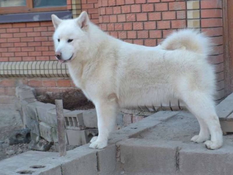 תיאור גזע המלאמוט גזע כלבים מאלמוט אלסקה